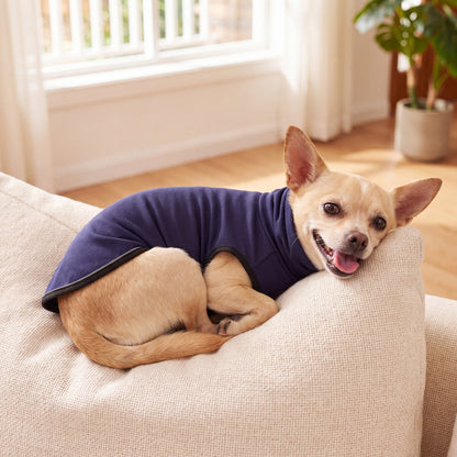 Chihuahua curled up on a sofa wearing the navy Vesty calming vest — size XS