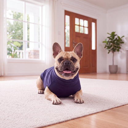 French Bulldog lying relaxed on a rug wearing the navy Vesty calming vest — size L