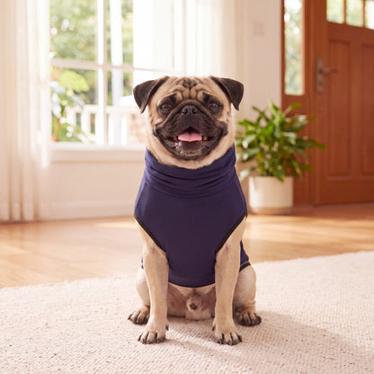 Pug sitting upright wearing the navy Vesty calming vest — size M