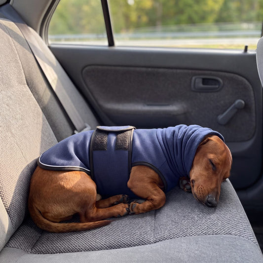 Dachshund asleep on a car back seat in the navy Vesty calming vest, road blurred outside the window